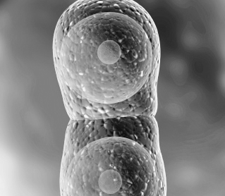 Material descargable adaptado. Unidad 5