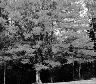 Material descargable adaptado. Unidad 7