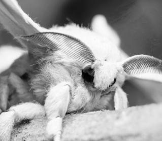 Material descargable adaptado. Unidad 8