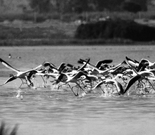 Material descargable adaptado. Unidad 9