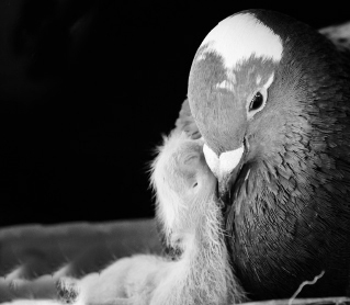 Material descargable adaptado. Unidad 10