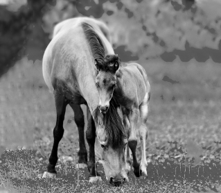 Material descargable adaptado. Unidad 11